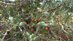 Frangula californica tomentella