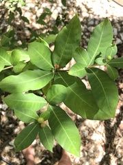 Rauvolfia tetraphylla
