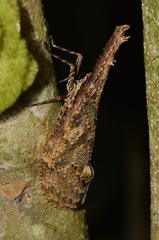 Cathedra serrata