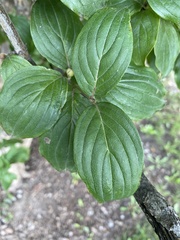 Cornus