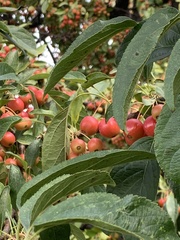Malus baccata