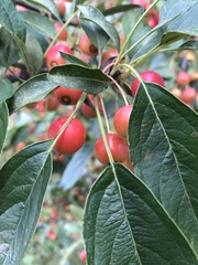 Malus baccata