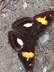 Adelpha justina