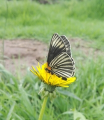 Chlosyne ehrenbergii