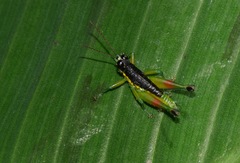 Liebermannacris dorsualis