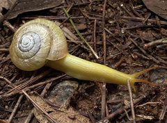 Rectartemon piquetensis