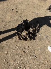 Opuntia basilaris basilaris