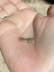 Euchorthippus chopardi