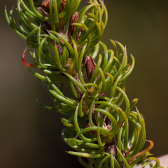 Cliffortia subsetacea