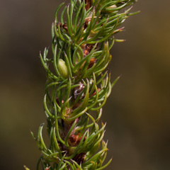 Cliffortia subsetacea