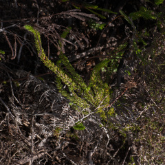 Cliffortia subsetacea