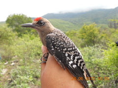 Melanerpes hypopolius