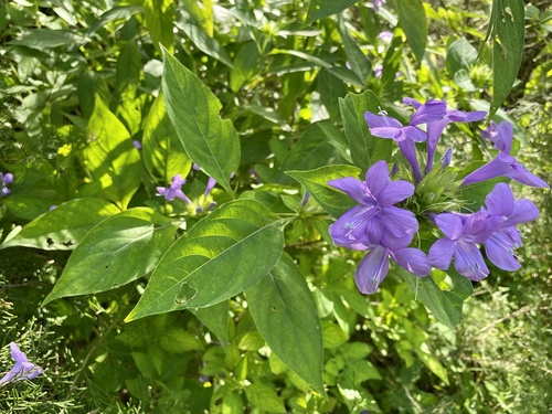 Barleria cristata image