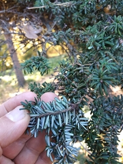 Tsuga diversifolia
