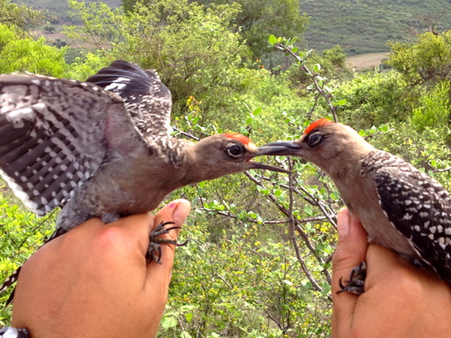 Gray-breasted Woodpecker
