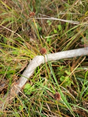 Rhynchospora cephalantha