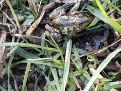 Lithobates montezumae
