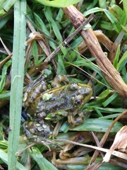 Lithobates montezumae