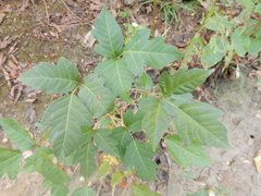 Toxicodendron radicans negundo