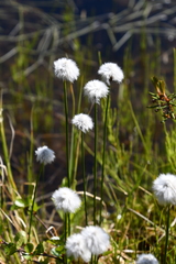 Eriophorum chamissonis