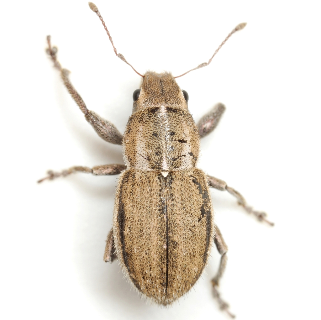 White-fringed Weevils
