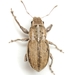 Naupactus peregrinus - Photo (c) Mike Quinn, Austin, TX, some rights reserved (CC BY-NC), uploaded by Mike Quinn, Austin, TX