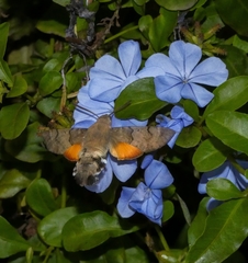 Macroglossum stellatarum