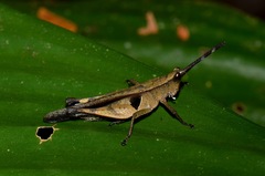 Xiphiola cyanoptera
