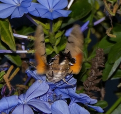 Macroglossum stellatarum