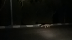 Vulpes vulpes