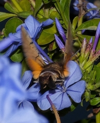 Macroglossum stellatarum