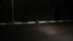 Vulpes vulpes