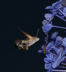 Macroglossum stellatarum