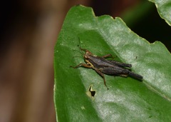 Batrachidea