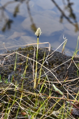 Eriophorum chamissonis