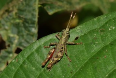 Bryophilacris cryptica