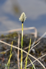 Eriophorum chamissonis