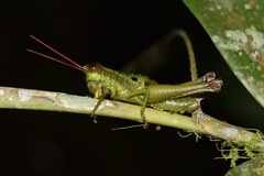 Ommatolampis quadrimaculata