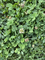 Trifolium repens