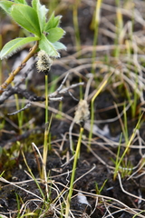Eriophorum chamissonis