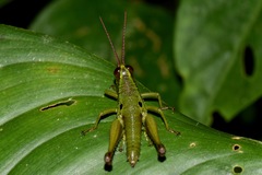 Ommatolampis quadrimaculata