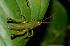 Ommatolampis quadrimaculata