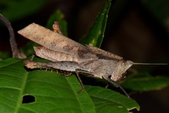 Colpolopha latipennis