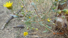 Grindelia hallii