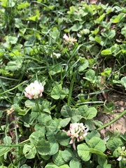 Trifolium repens