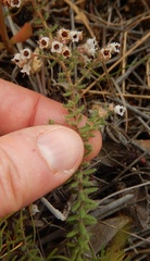 Erica perlata