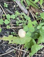 Psathyrella amarescens