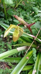 Phragmipedium longifolium