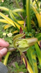 Phragmipedium longifolium