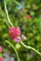 Stachytarpheta mutabilis